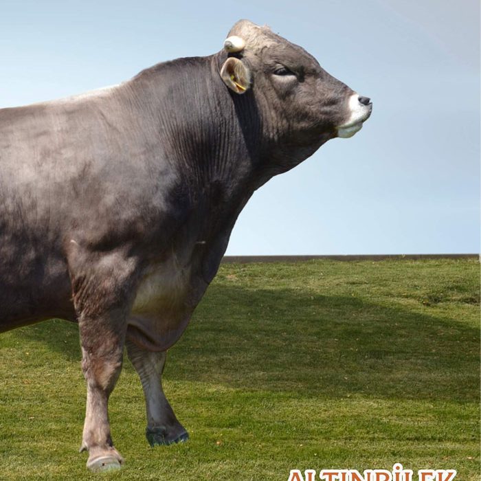 altinbilek-0