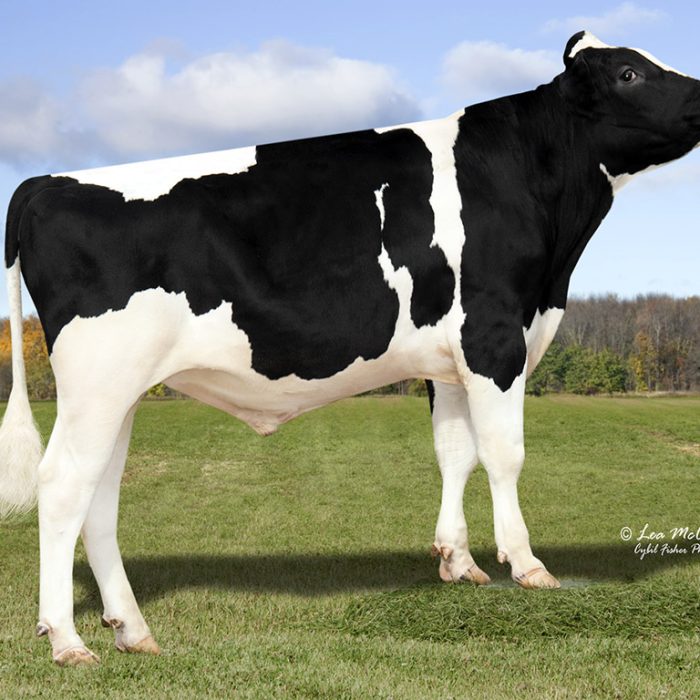 Pine-Tree AltaOAK Pine-Tree AltaOAK