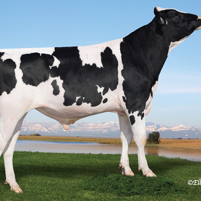 PEAK AltaOSCAR PEAK AltaOSCAR